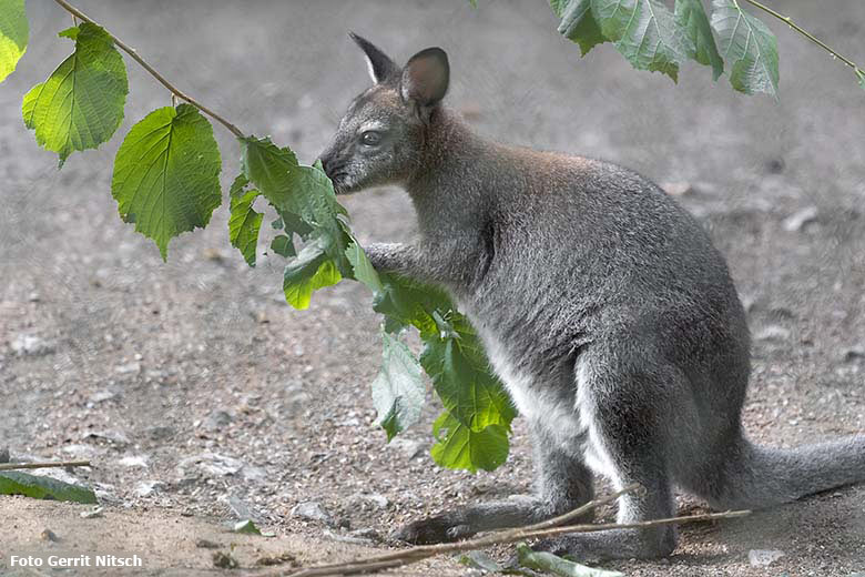 Bennettkänguru am 3. August 2020 auf der Außenanlage im Wuppertaler Zoo (Foto Gerrit Nitsch)