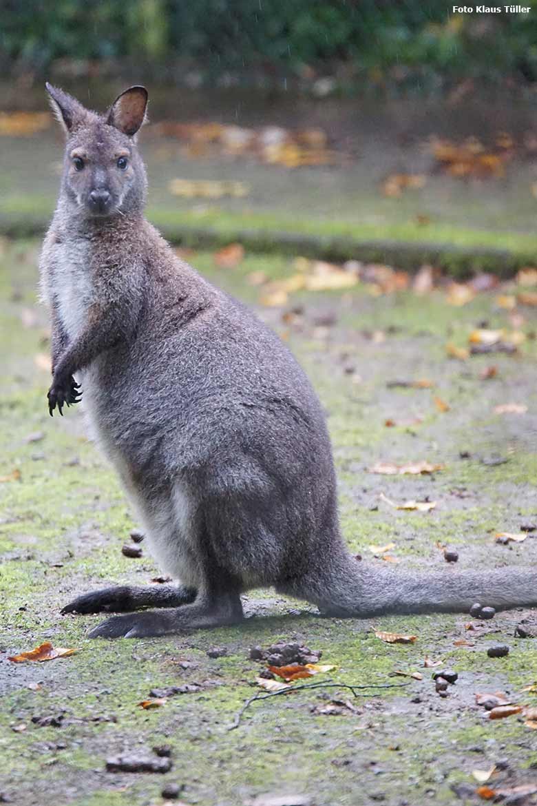 Bennettkänguru am 20. Oktober 2020 auf der Außenanlage im Grünen Zoo Wuppertal (Foto Klaus Tüller)