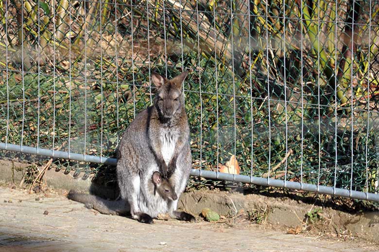 Bennettkänguru mit Jungier im Beutel am 13. März 2022 auf der Außenanlage im Zoologischen Garten Wuppertal