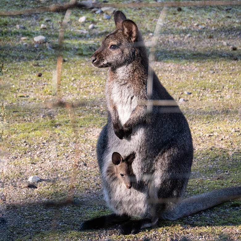 Bennettkänguru mit Jungtier im Beutel am 8. Februar 2023 auf der Außenanlage im Grünen Zoo Wuppertal