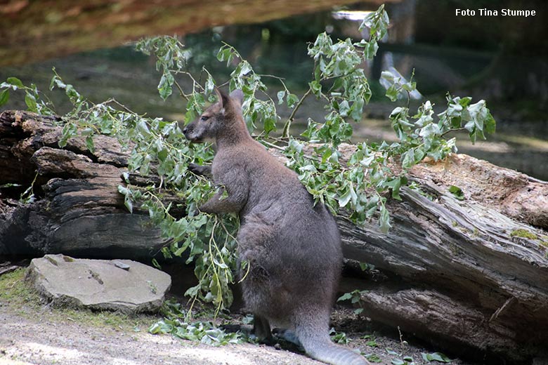 Bennettkänguru am 9. Juni 2024 auf der Außenanlage im Grünen Zoo Wuppertal (Foto Tina Stumpe)