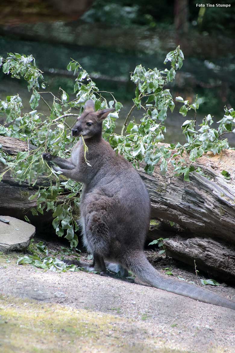 Bennettkänguru am 9. Juni 2024 auf der Außenanlage im Wuppertaler Zoo (Foto Tina Stumpe)