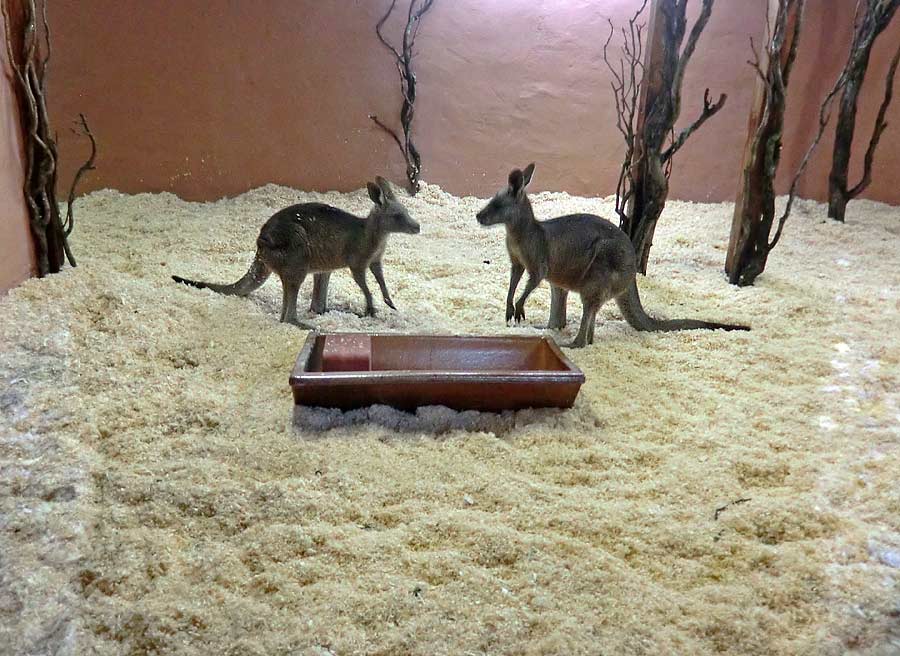 Östliche Graue Riesenkängurus im Zoologischen Garten Wuppertal im November 2014