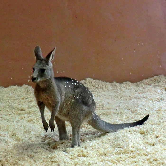 Östliches Graues Riesenkänguru im Wuppertaler Zoo im November 2014