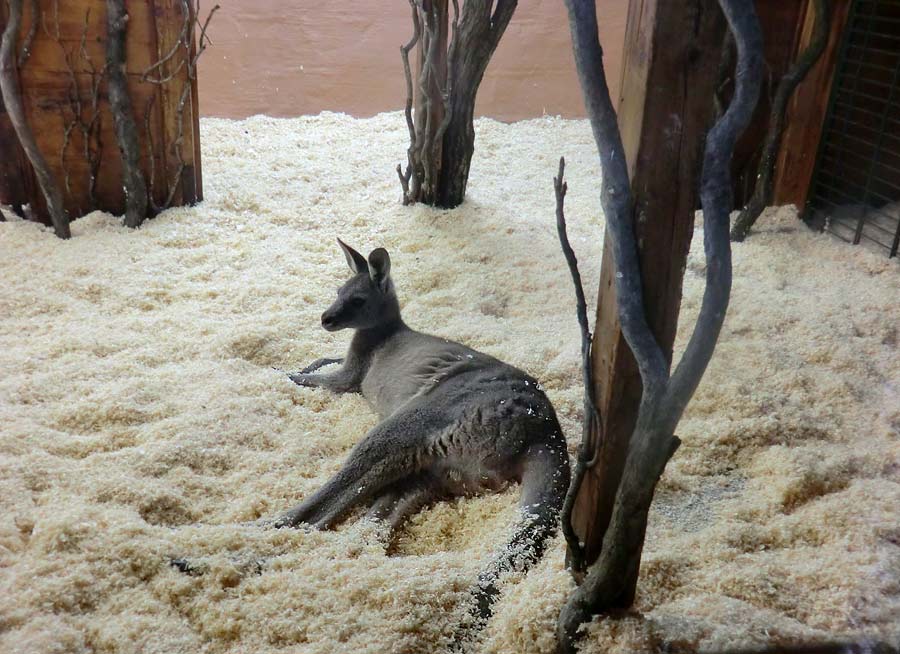 Östliches Graues Riesenkänguru im Zoo Wuppertal im November 2014