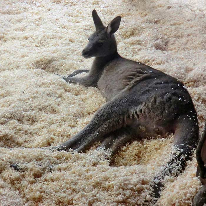 Östliches Graues Riesenkänguru im Wuppertaler Zoo im November 2014