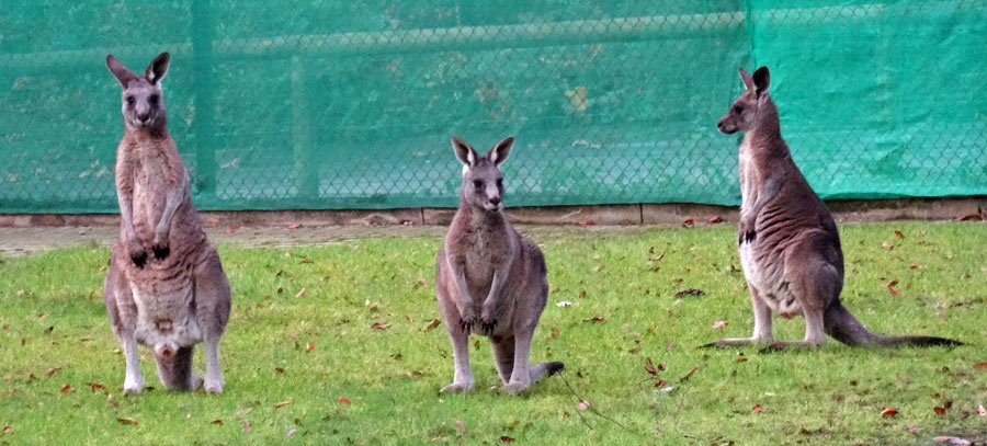 Östliche Graue Riesenkängurus im Zoo Wuppertal im Dezember 2014