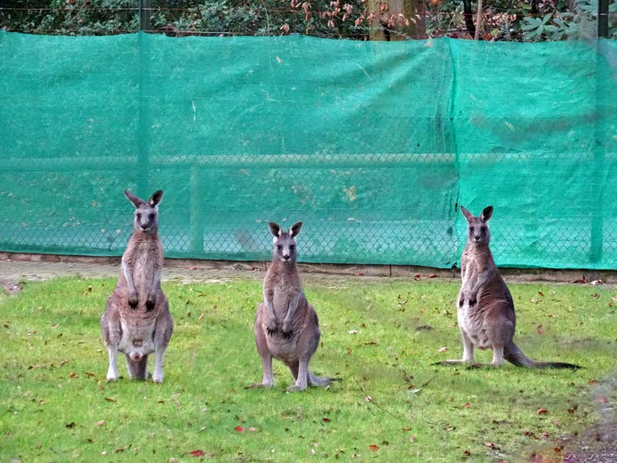 Östliche Graue Riesenkängurus im Zoologischen Garten Wuppertal im Dezember 2014