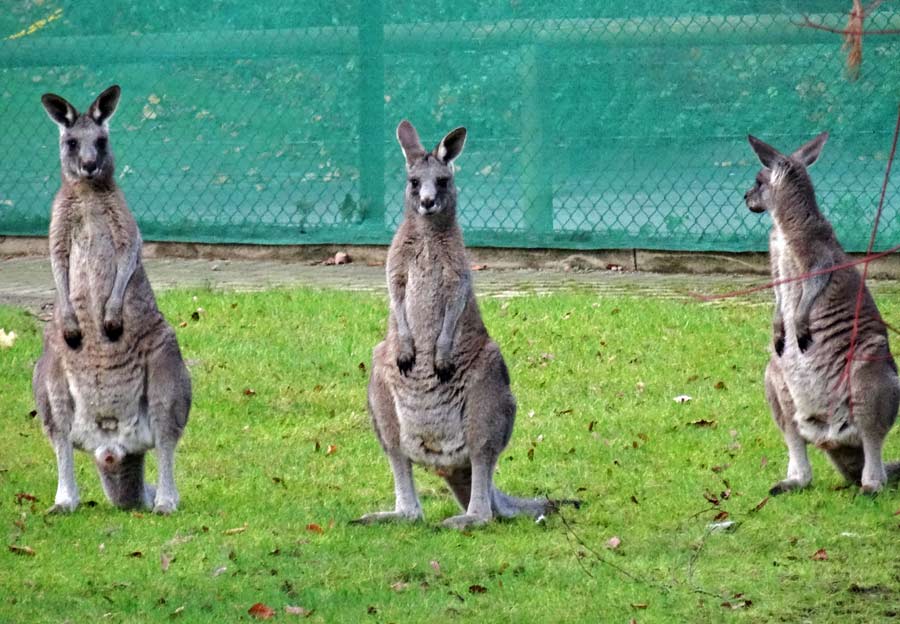 Östliche Graue Riesenkängurus im Grünen Zoo Wuppertal im Dezember 2014