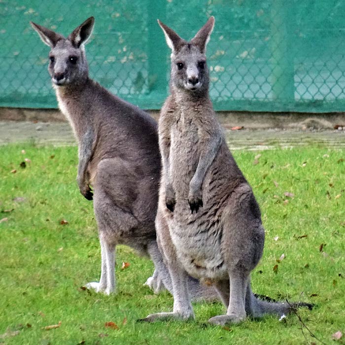 Östliche Graue Riesenkängurus im Wuppertaler Zoo im Dezember 2014