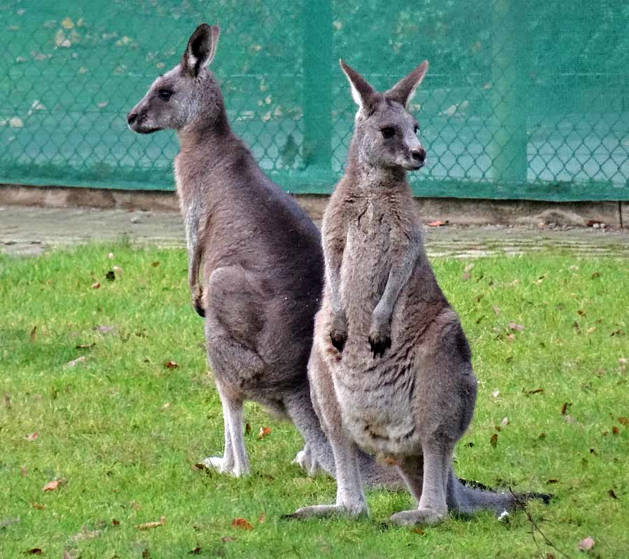 Östliche Graue Riesenkängurus im Wuppertaler Zoo im Dezember 2014