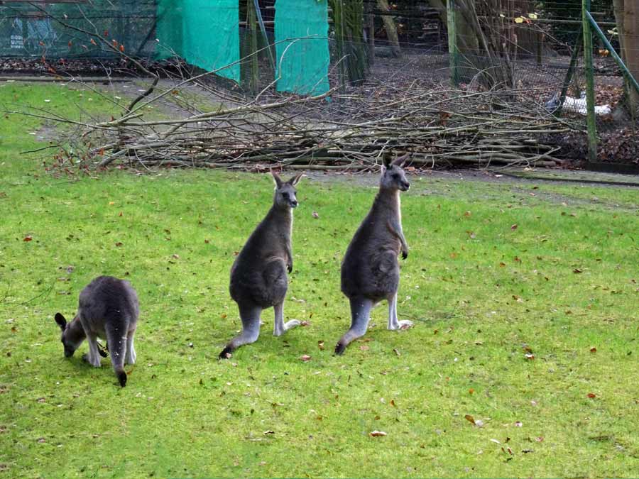 Östliche Graue Riesenkängurus im Grünen Zoo Wuppertal im Dezember 2014