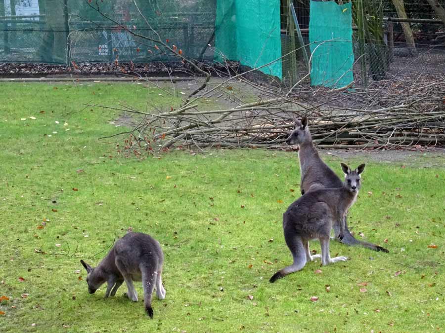 Östliche Graue Riesenkängurus im Wuppertaler Zoo im Dezember 2014