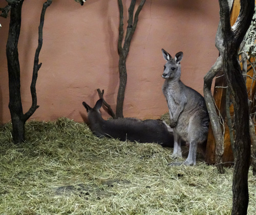 Östliche Graue Riesenkängurus am 17. Oktober 2015 im Zoo Wuppertal