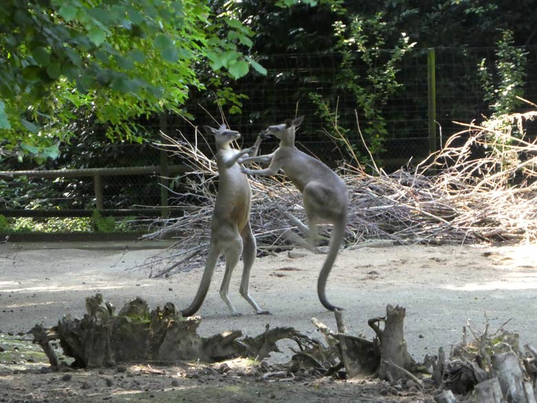 Östliche Graue Riesenkängurus am 17. Juli 2017 auf der Känguru-Anlage neben dem Kinderspielplatz im Zoologischen Garten der Stadt Wuppertal