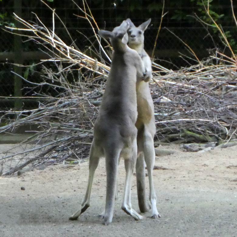 Östliche Graue Riesenkängurus am 17. Juli 2017 auf der Känguru-Anlage neben dem Kinderspielplatz im Wuppertaler Zoo