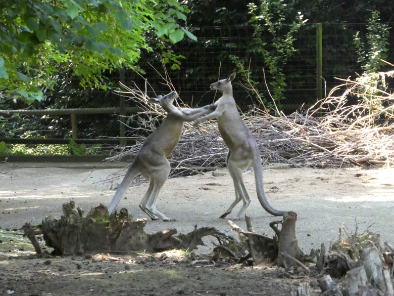 Östliche Graue Riesenkängurus am 17. Juli 2017 auf der Känguru-Anlage neben dem Kinderspielplatz im Zoologischen Garten Wuppertal