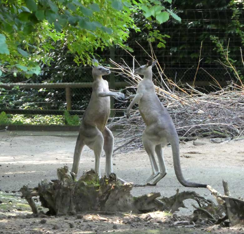Östliche Graue Riesenkängurus am 17. Juli 2017 auf der Känguru-Anlage neben dem Kinderspielplatz im Grünen Zoo Wuppertal