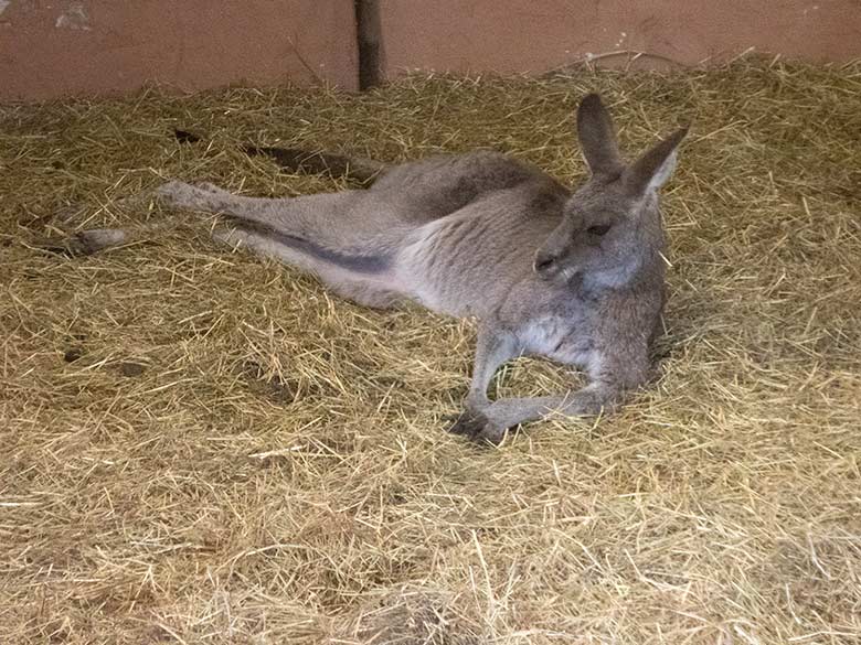 Östliches Graues Riesenkänguru am 19. Februar 2020 im Stallgebäude im Grünen Zoo Wuppertal