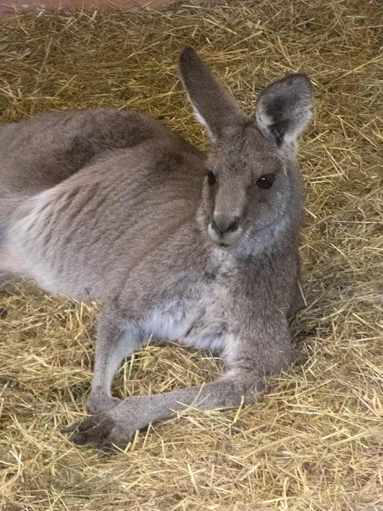 Östliches Graues Riesenkänguru am 19. Februar 2020 im Stallgebäude im Wuppertaler Zoo