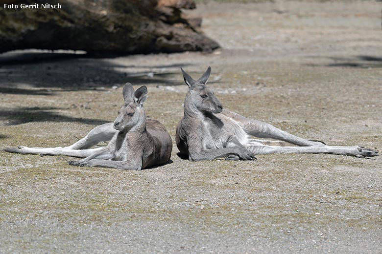 Östliche Graue Riesenkängurus am 14. Mai 2020 auf der Außenanlage im Wuppertaler Zoo (Foto Gerrit Nitsch)