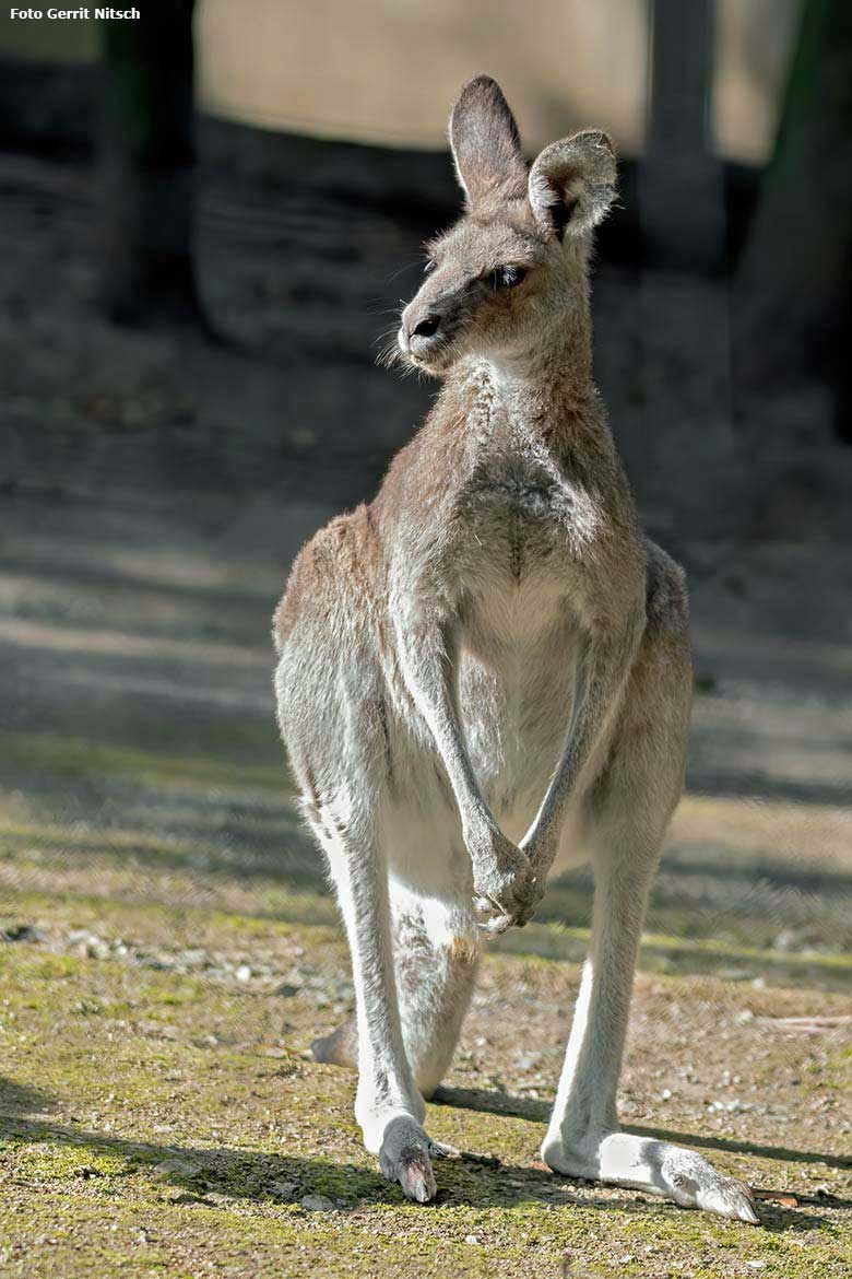 Östliches Graues Riesenkänguru am 29. August 2020 auf der Außenanlage im Grünen Zoo Wuppertal (Foto Gerrit Nitsch)