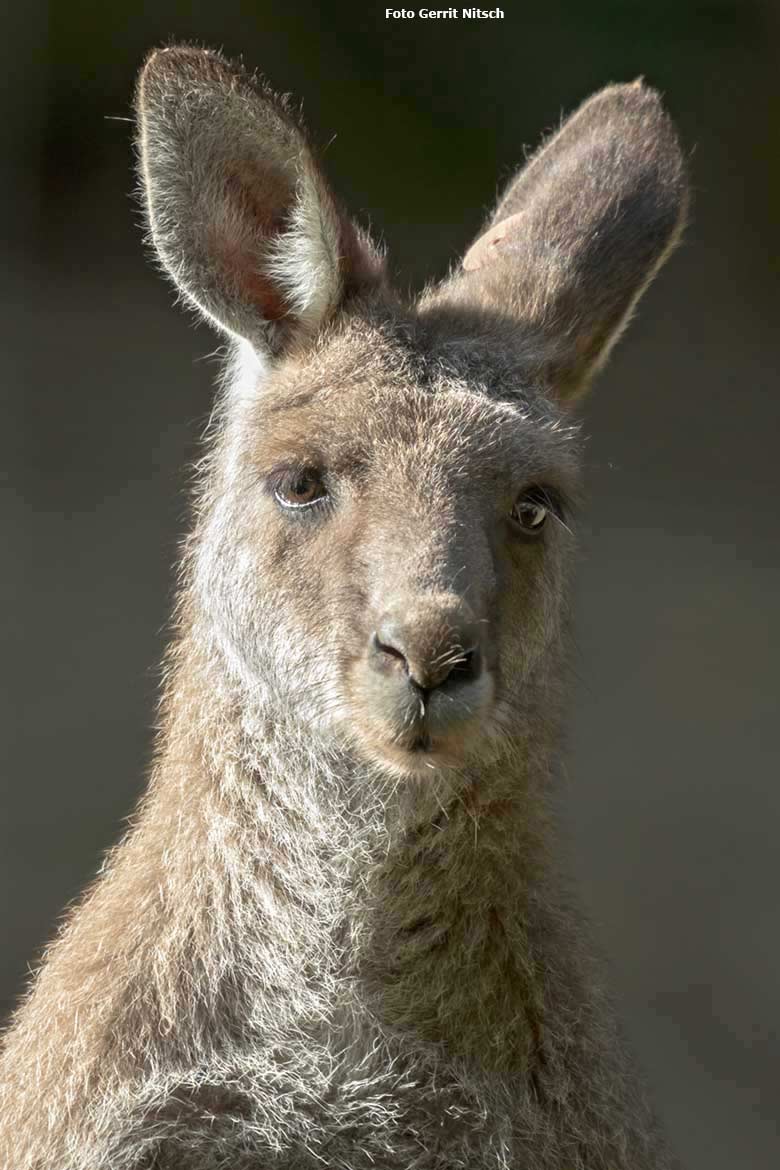 Östliches Graues Riesenkänguru am 29. August 2020 auf der Außenanlage im Wuppertaler Zoo (Foto Gerrit Nitsch)