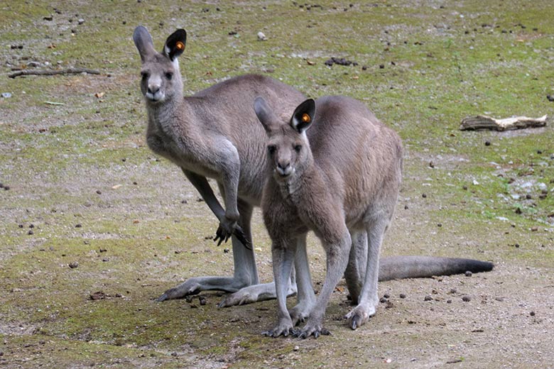 Östliche Graue Riesenkängurus am 31. Juli 2021 auf der Außenanlage im Grünen Zoo Wuppertal