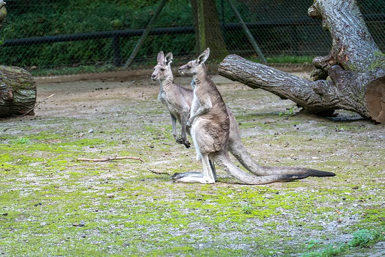 Östliche Graue Riesenkängurus am 25. September 2022 auf der Außenanlage im Grünen Zoo Wuppertal