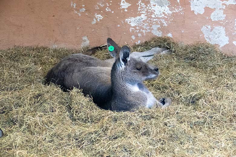 Östliches Graues Riesenkänguru am 17. Januar 2023 im Innenstall im Zoo Wuppertal