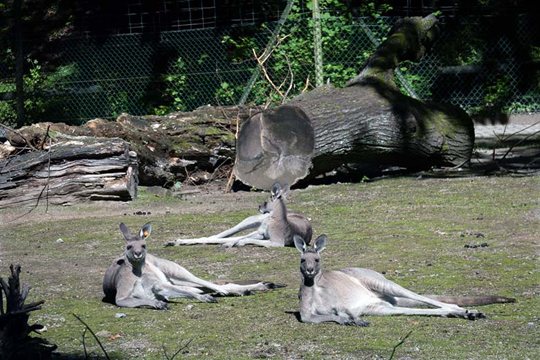 Östliche Graue Riesenkängurus am 10. August 2023 auf der Außenanlage im Grünen Zoo Wuppertal