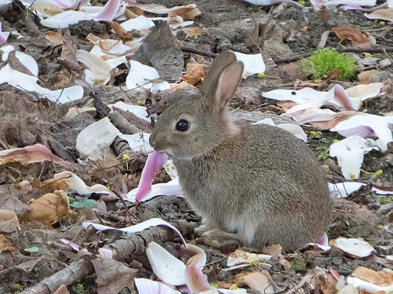 Wildkaninchen am 18. April 2019 im Zoo Wuppertal