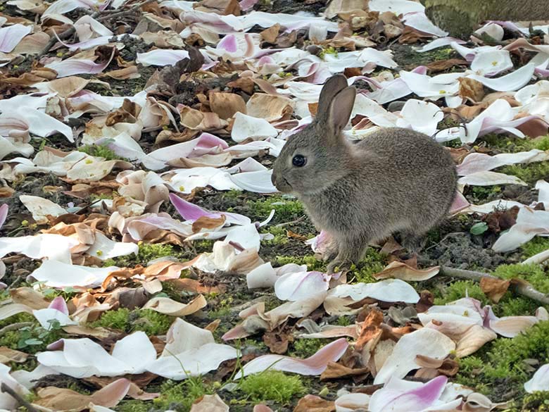 Wildkaninchen am 18. April 2019 im Zoologischen Garten der Stadt Wuppertal