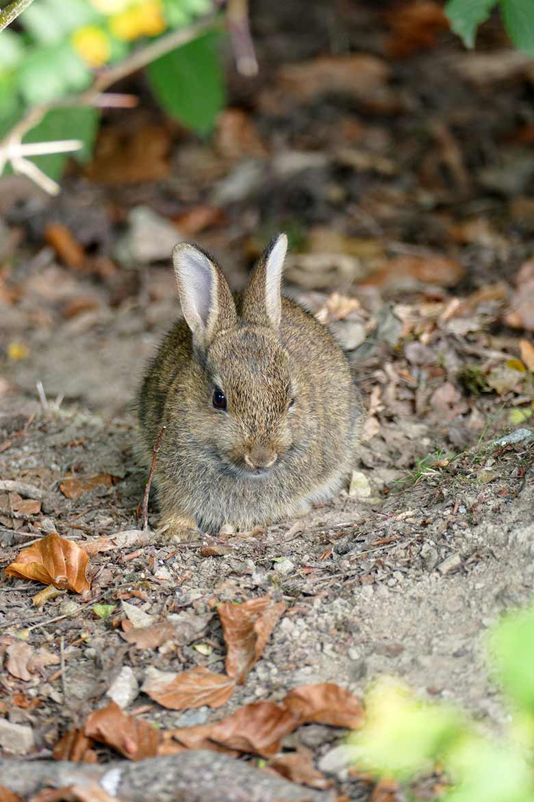 Wildkaninchen am 13. September 2020 im Wuppertaler Zoo