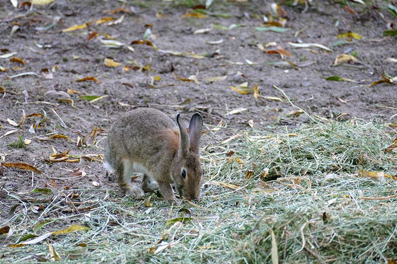 Wildkaninchen am 16. September 2020 auf der kleinen Okapi-Außenanlage im Grünen Zoo Wuppertal