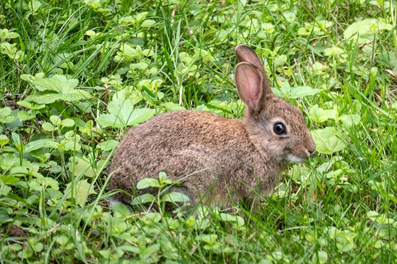 Wild im Zoo lebendes Wildkaninchen am 24. Juli 2021 vor dem Vogel-Haus im Grünen Zoo Wuppertal