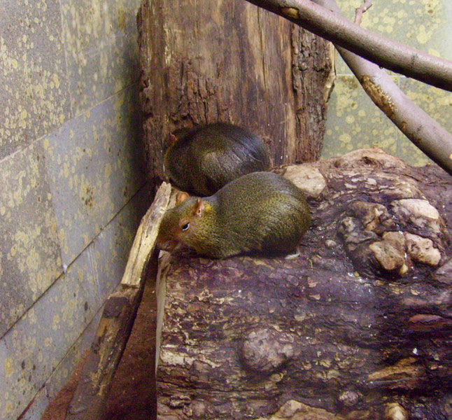 Zwergaguti im Wuppertaler Zoo im November 2008