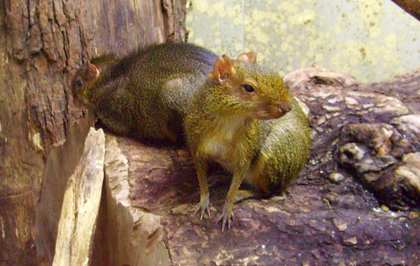 Zwergaguti im Wuppertaler Zoo im November 2008