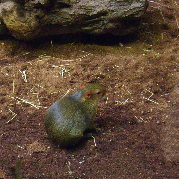 Zwergaguti im Wuppertaler Zoo im November 2008