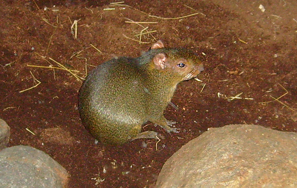 Zwergaguti im Wuppertaler Zoo im November 2008