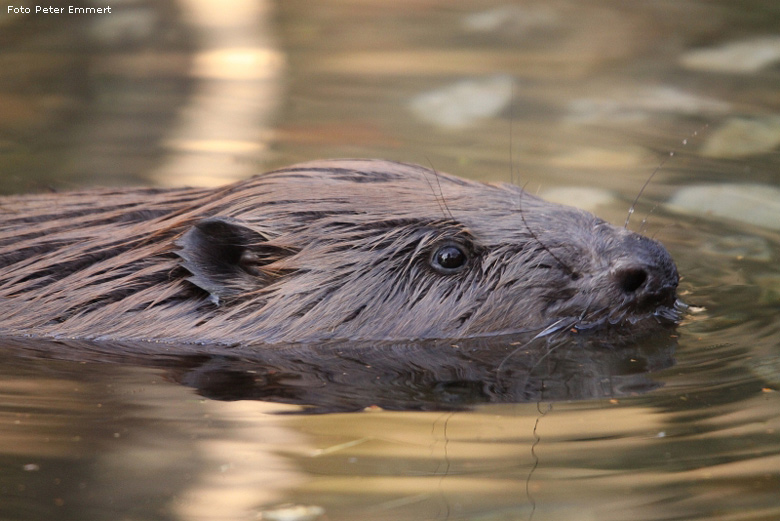 Europäischer Biber im Zoologischen Garten Wuppertal im Januar 2009 (Foto Peter Emmert)