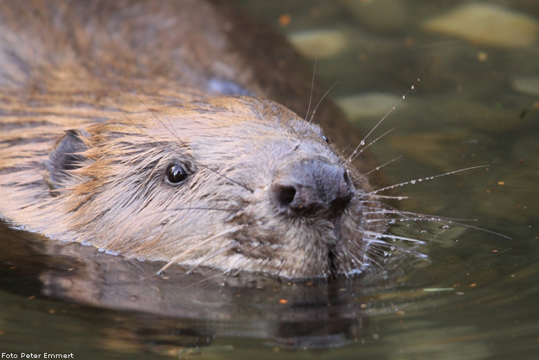 Europäischer Biber im Zoo Wuppertal im Januar 2009 (Foto Peter Emmert)