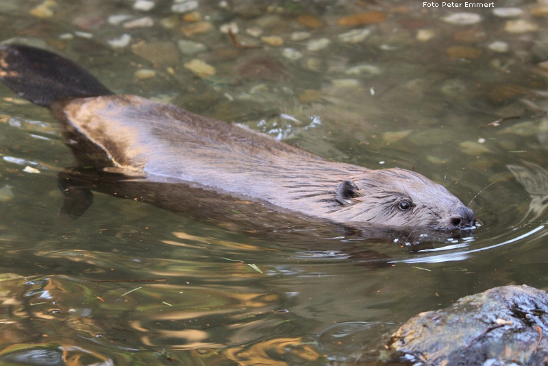 Europäischer Biber im Wuppertaler Zoo im Januar 2009 (Foto Peter Emmert)