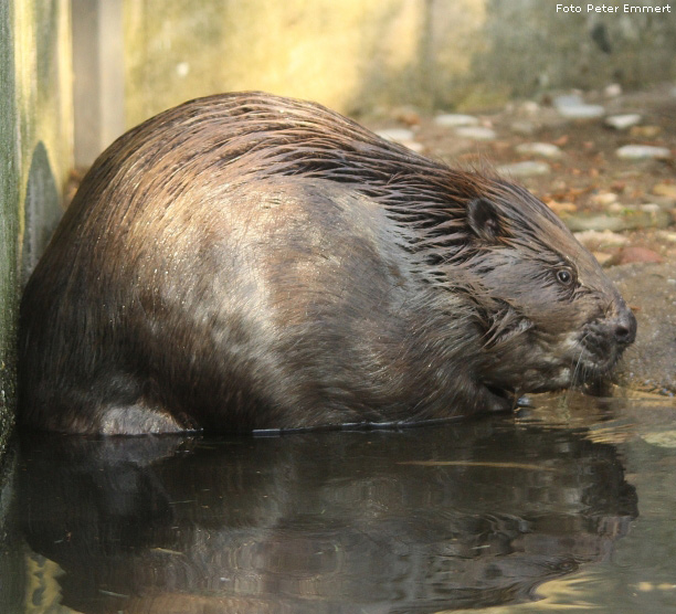 Europäischer Biber im Wuppertaler Zoo im Januar 2009 (Foto Peter Emmert)