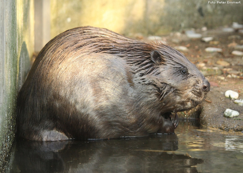 Europäischer Biber im Zoo Wuppertal im Januar 2009 (Foto Peter Emmert)