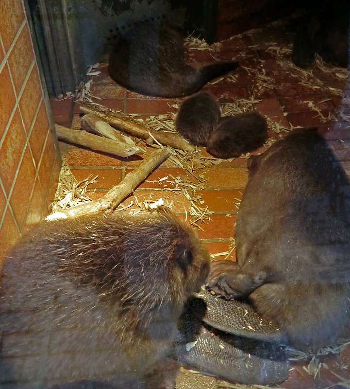 Europäische Biber im Wuppertaler Zoo am 15. Juli 2012