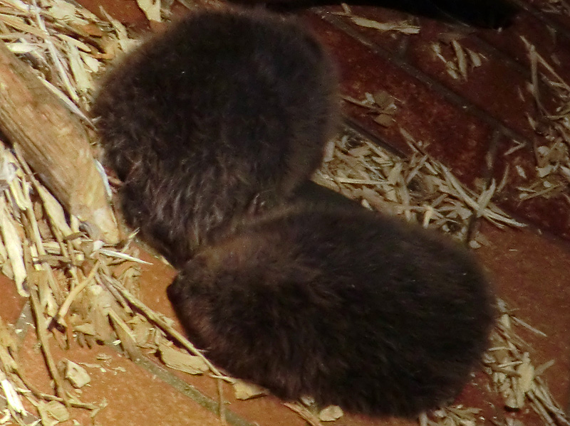 Europäische Biber im Zoologischen Garten Wuppertal am 15. Juli 2012