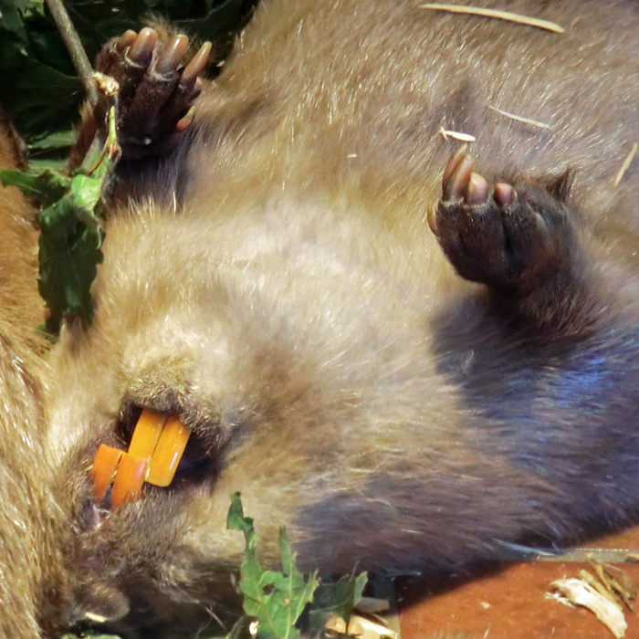 Europäischer Biber im Wuppertaler Zoo im Juli 2012