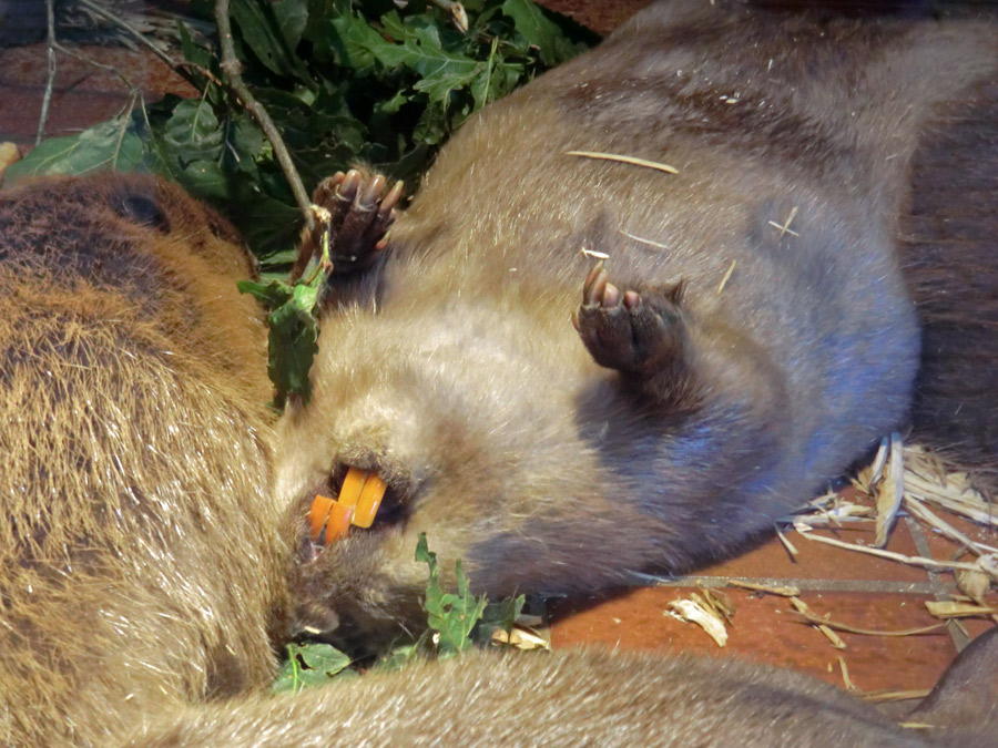 Europäischer Biber im Zoologischen Garten Wuppertal am 21. Juli 2012