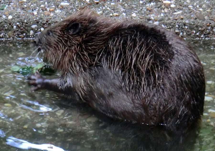 Europäischer Biber im Zoologischen Garten Wuppertal im August 2014